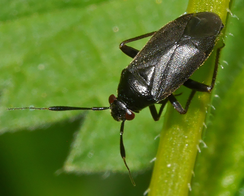 Capsus ater