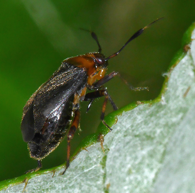 Capsus ater