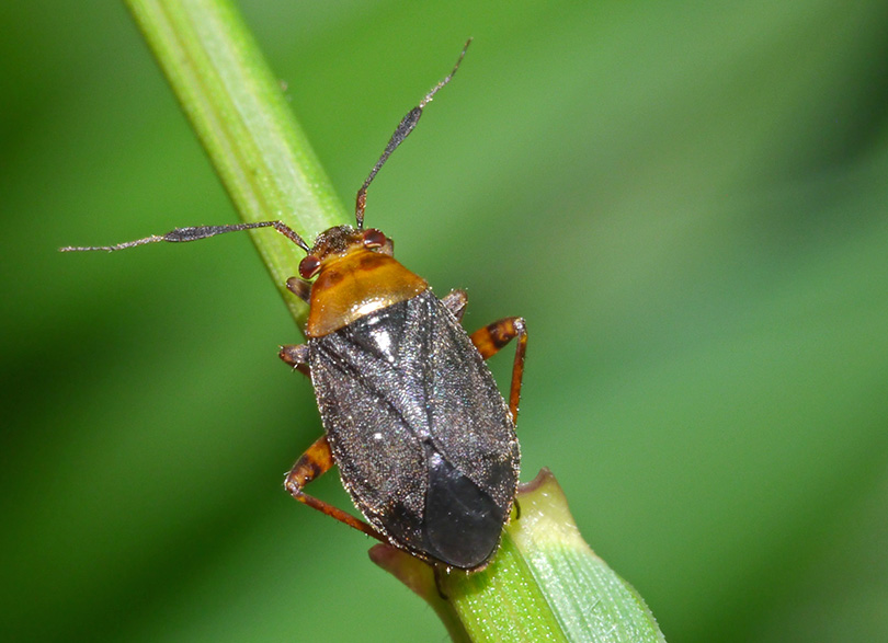 Capsus ater