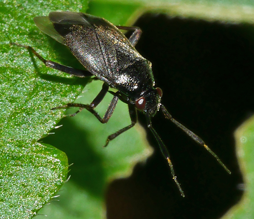 Capsus ater