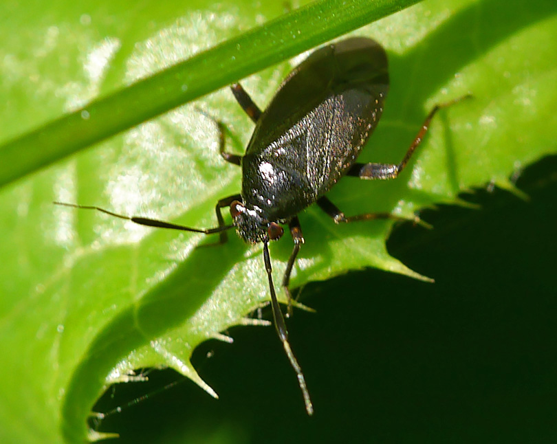 Capsus ater