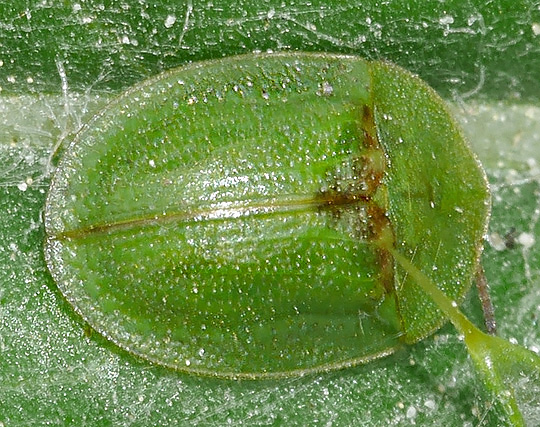 Cassida rubiginosa