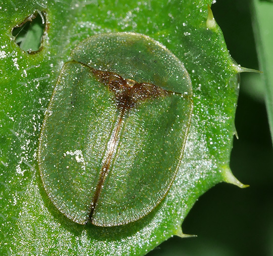 Cassida rubiginosa