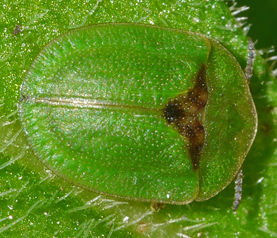 Cassida rubiginosa