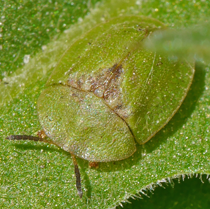 Cassida rubiginosa