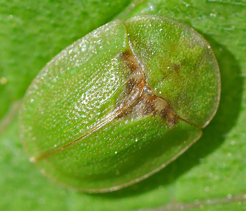 Cassida rubiginosa
