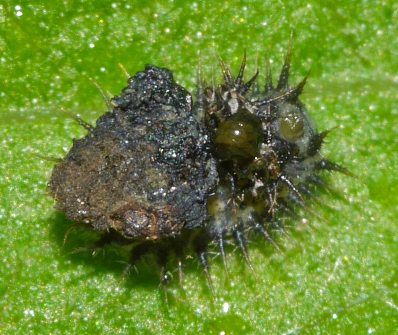 Cassida rubiginosa