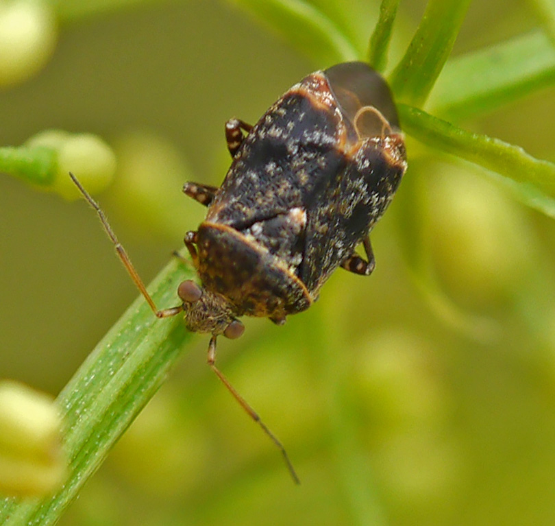 Charagochilus gyllenhalii