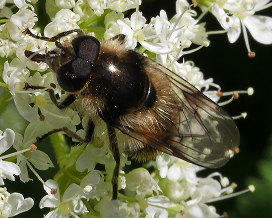 Cheilosia illustrata