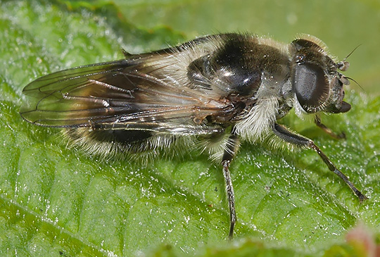 Cheilosia illustrata