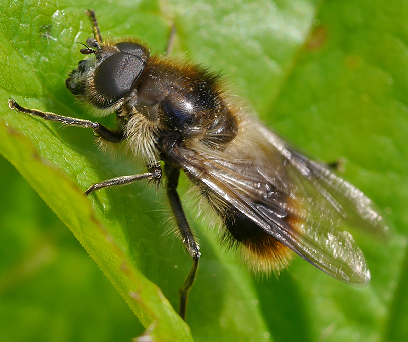Cheilosia illustrata