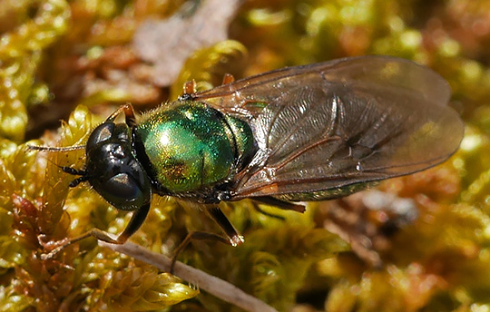 Chloromyia formosa