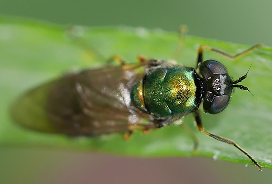 Chloromyia formosa