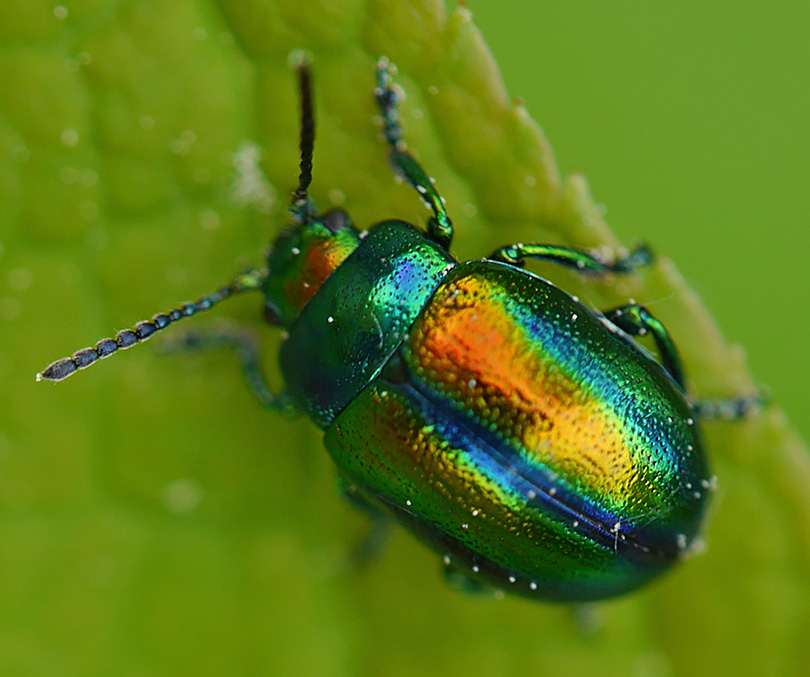 Chrysolina fastuosa