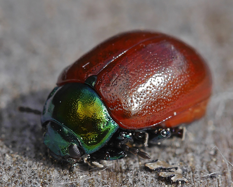 Chrysolina polita