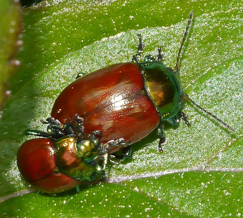 Chrysolina polita