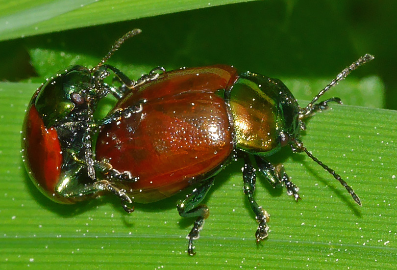 Chrysolina polita