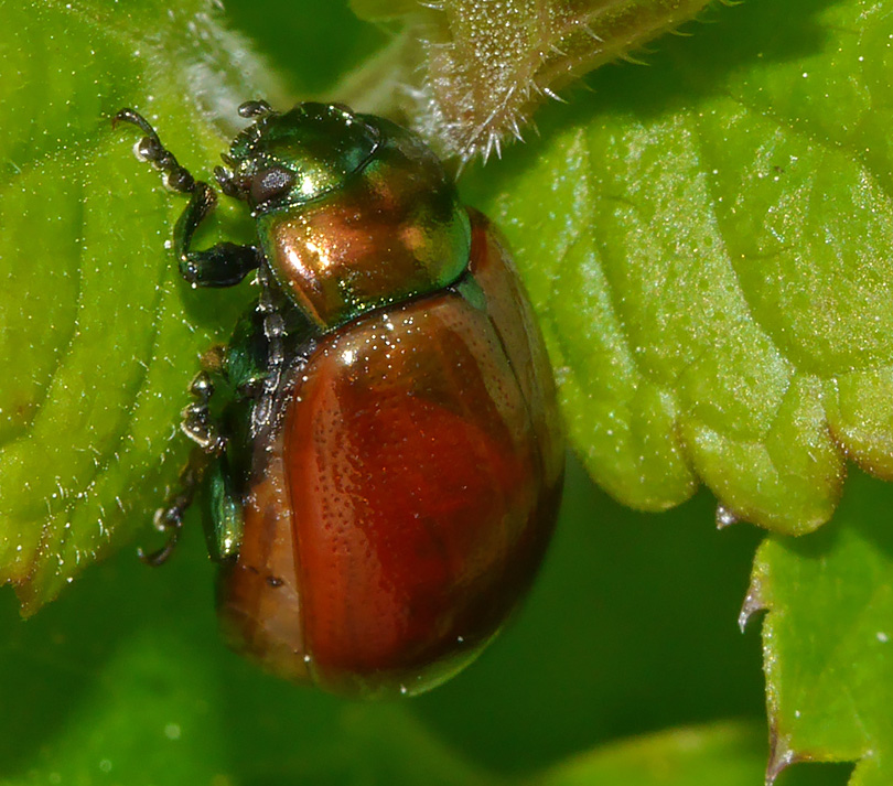 Chrysolina polita