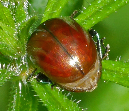 Chrysolina polita