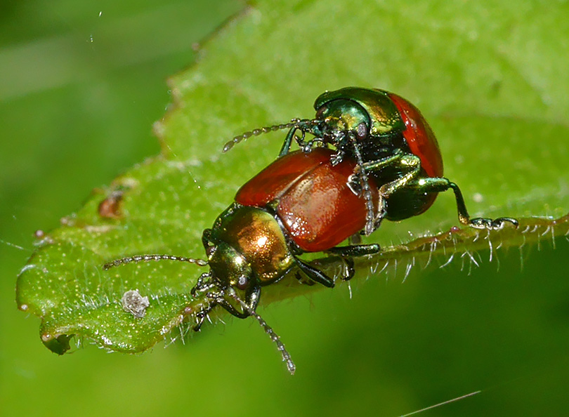 Chrysolina polita