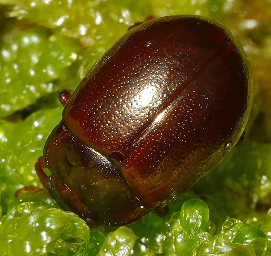 Chrysolina staphylaea