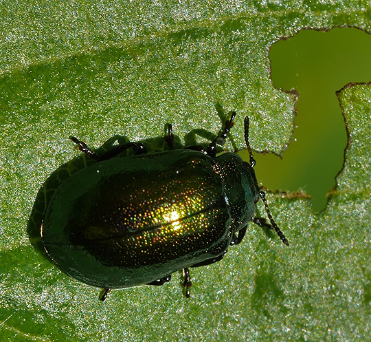 Chrysomela aenea