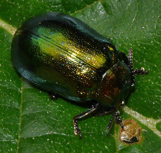 Chrysomela aenea