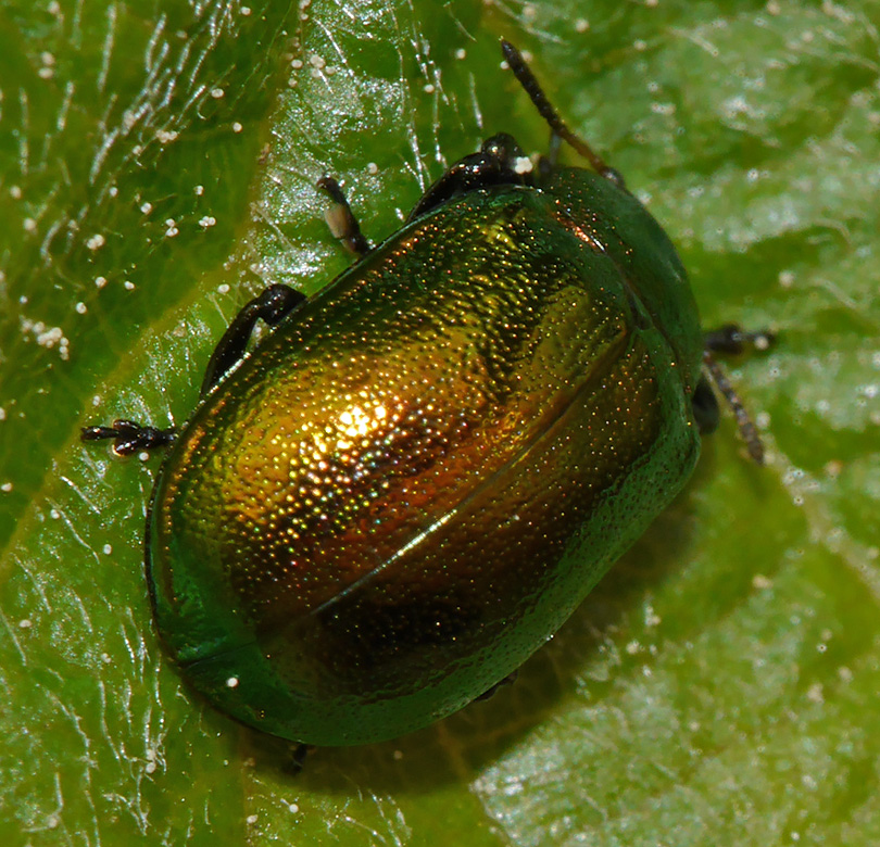 Chrysomela aenea