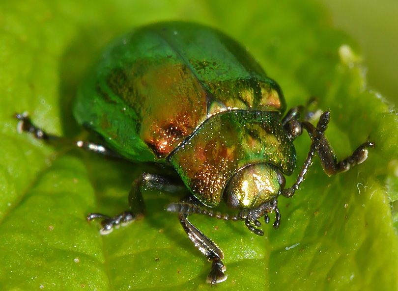 Chrysomela aenea