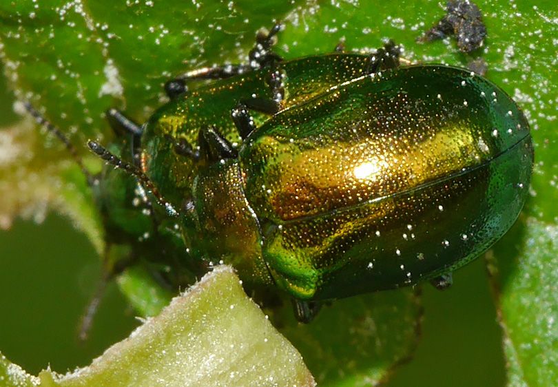 Chrysomela aenea
