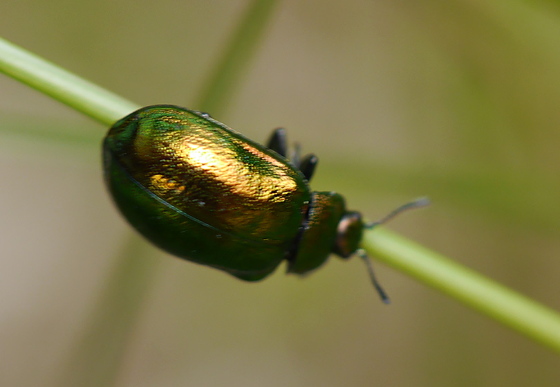 Chrysomela aenea