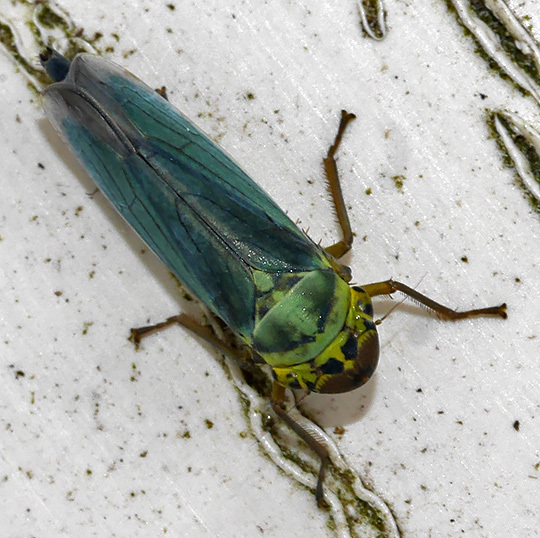 Cicadella viridis