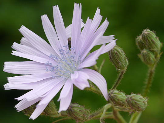 Cichorium intybus