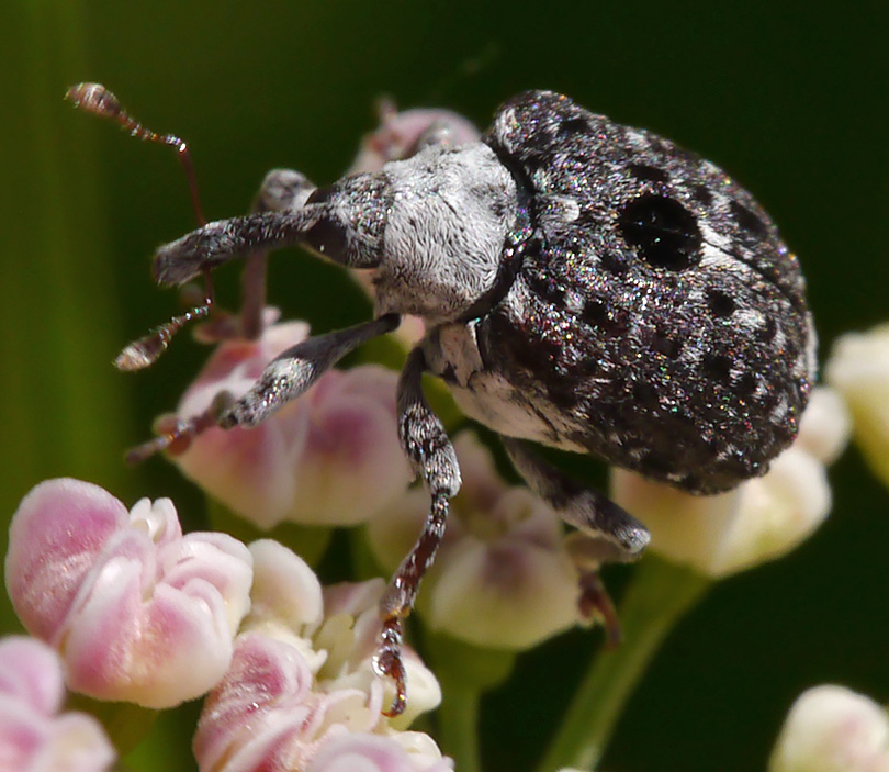 Cionus scrophulariae