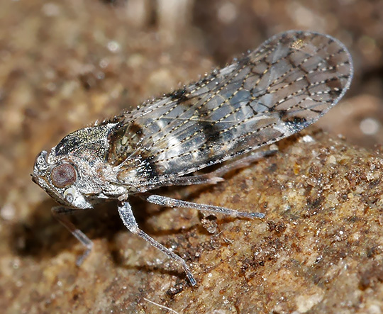Cixius nervosus