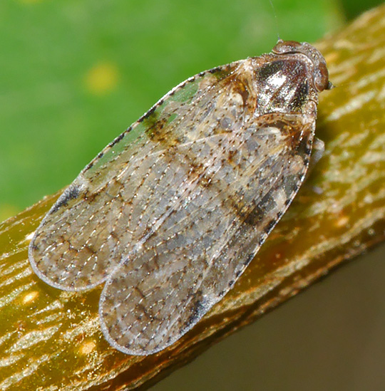 Cixius nervosus