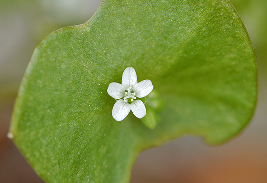 Claytonia perfoliata