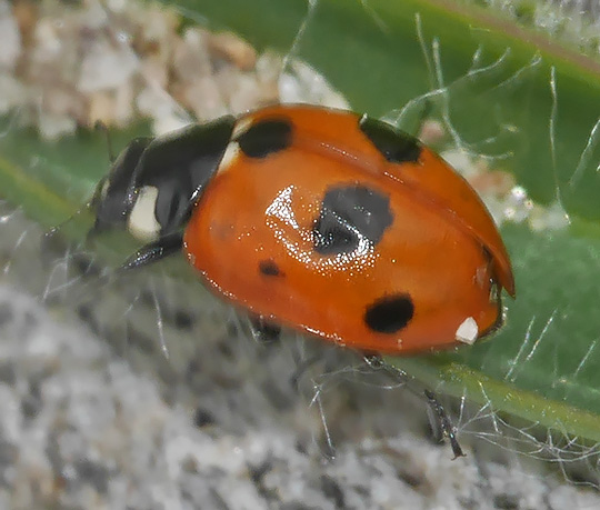 Coccinella quinquepunctata