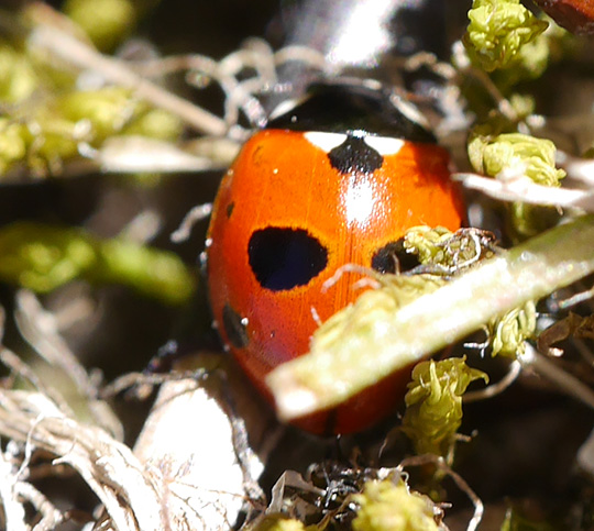Coccinella quinquepunctata
