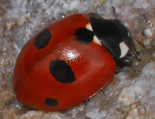 Coccinella quinquepunctata