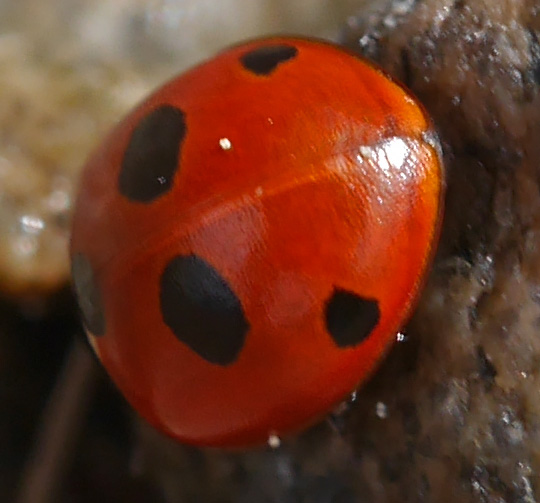 Coccinella quinquepunctata