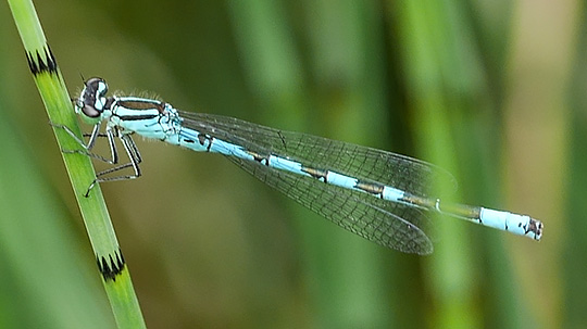 Coenagrion hastulatum