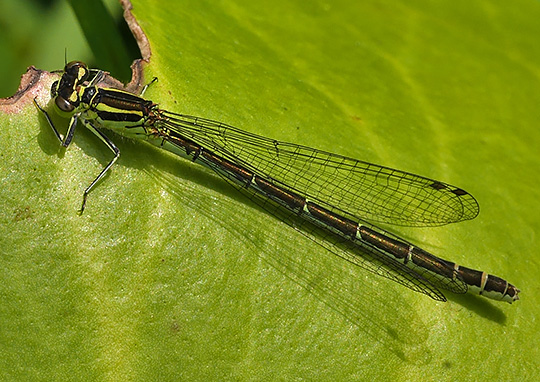 Coenagrion hastulatum
