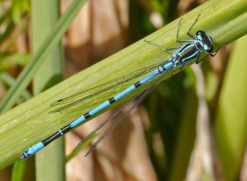 Coenagrion puella