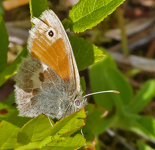 Coenonympha pamphilus