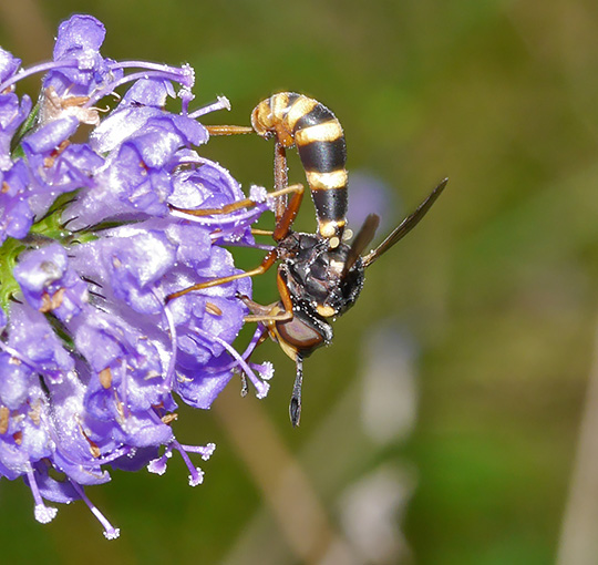 Conops quadrifasciatus