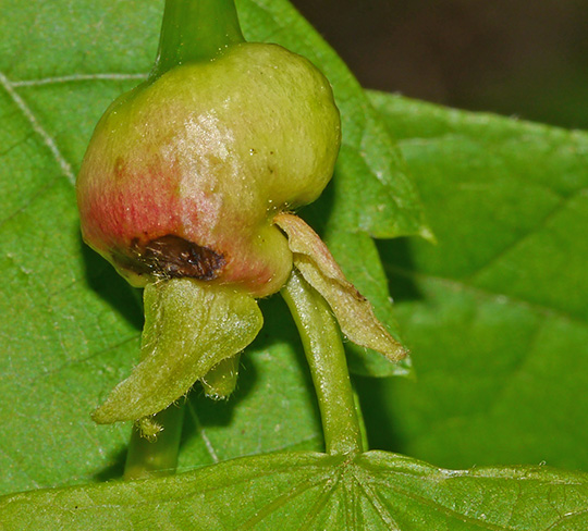 Contarinia tiliarum