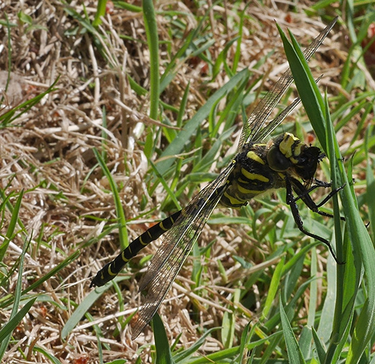Cordulegaster boltonii
