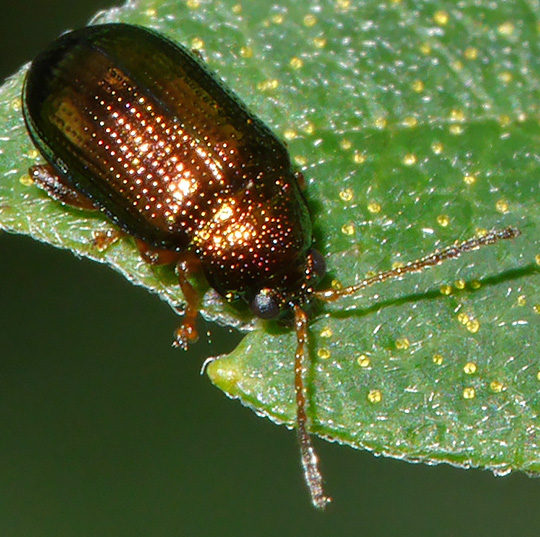 Crepidodera fulvicornis