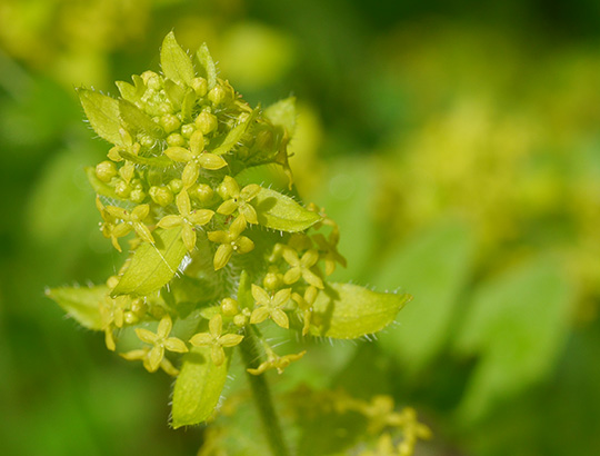 Cruciata laevipes
